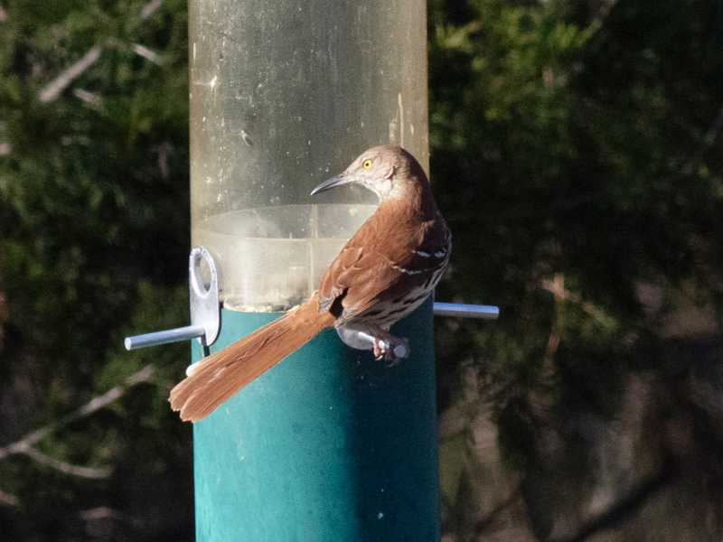 Mystery bird to be identified