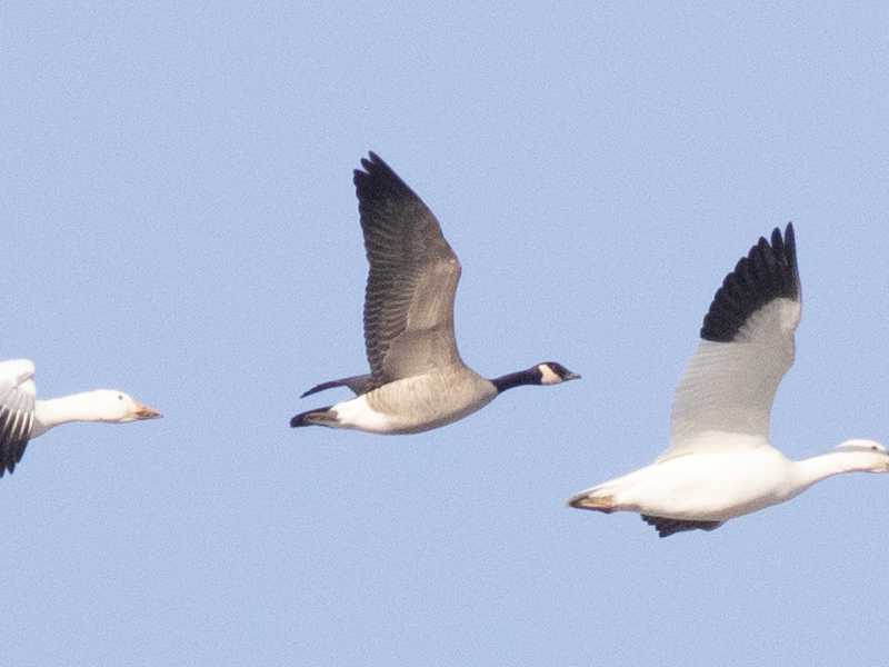 Mystery bird to be identified