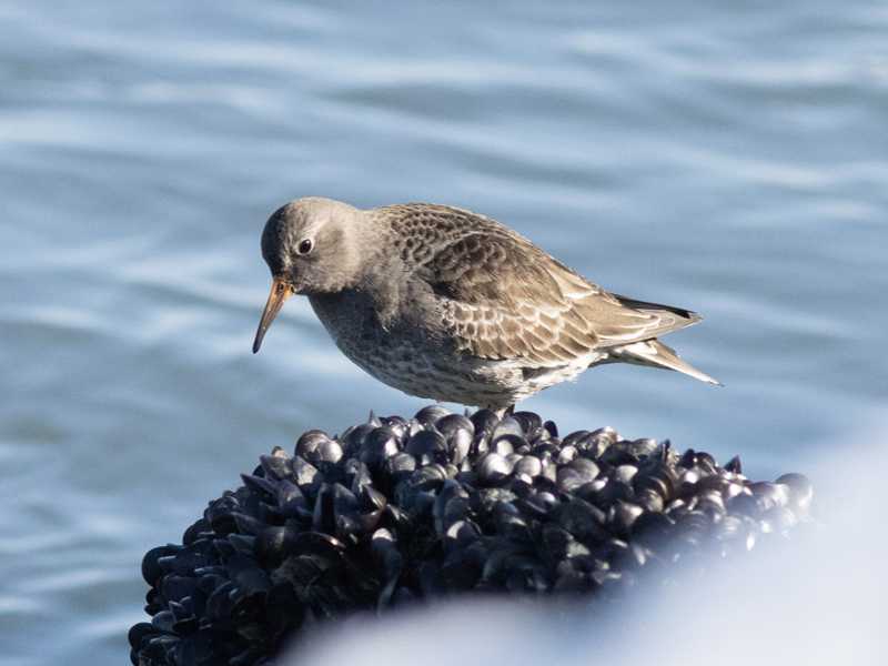 Mystery bird to be identified