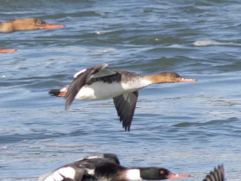 Mystery bird to be identified