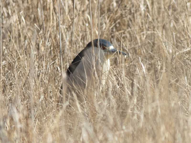 Mystery bird to be identified