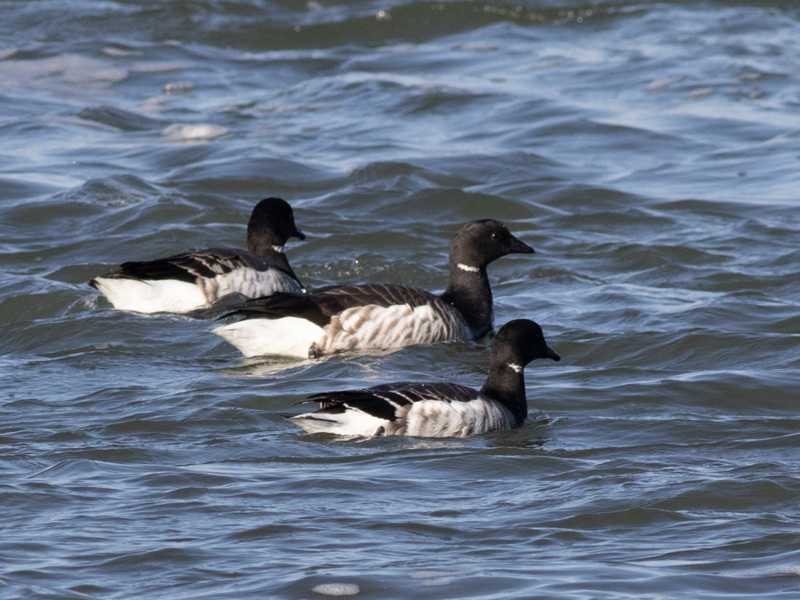 Mystery birds to be identified
