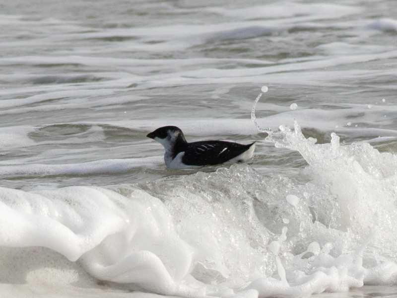 Mystery bird to be identified