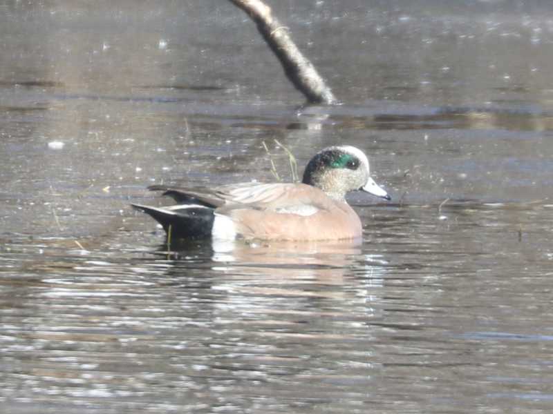 Mystery bird to be identified