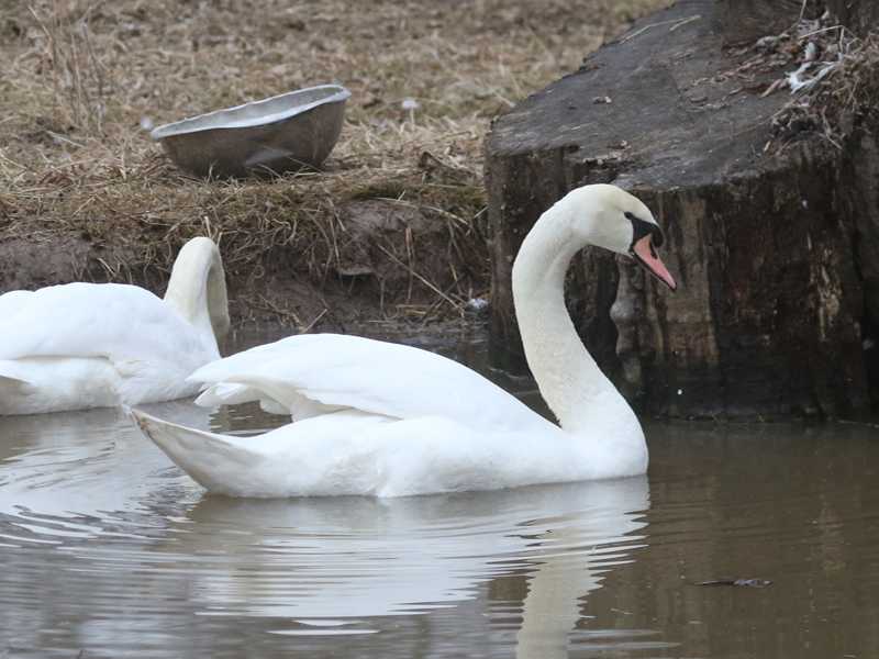 Mystery bird to be identified