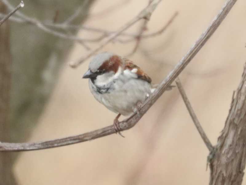 Mystery bird to be identified