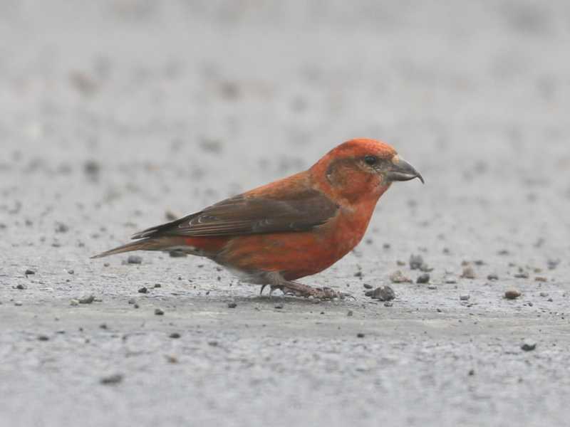 Mystery bird to be identified