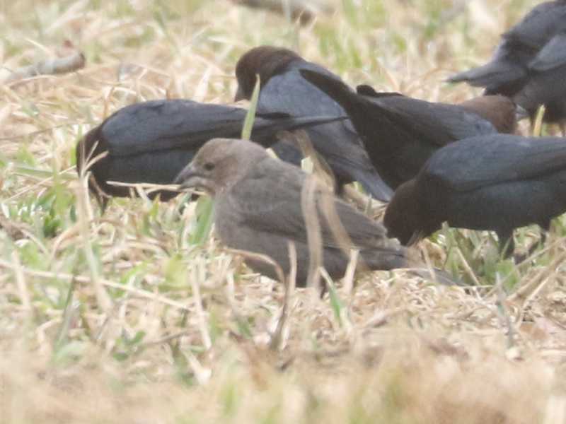 Mystery bird to be identified