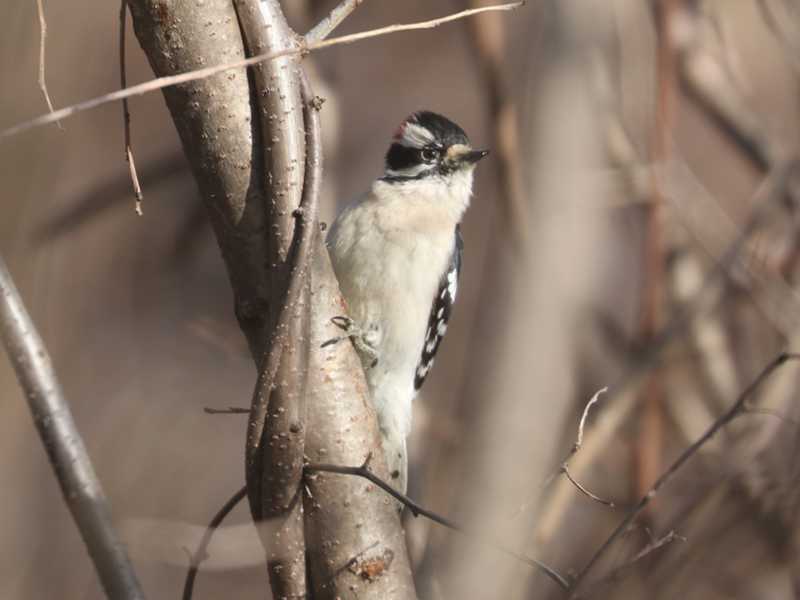 Mystery bird to be identified