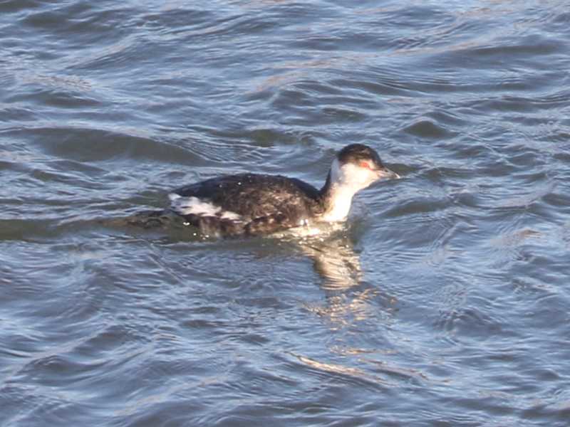 Mystery bird to be identified
