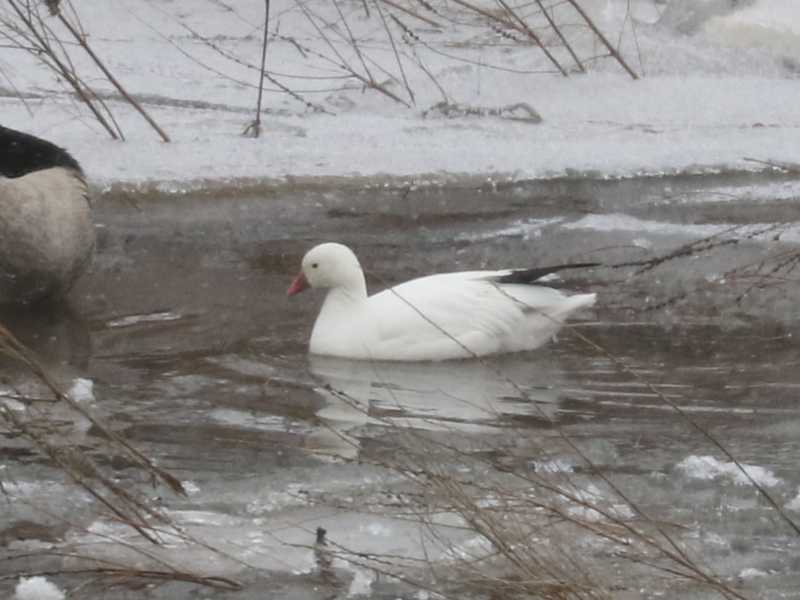Mystery bird to be identified