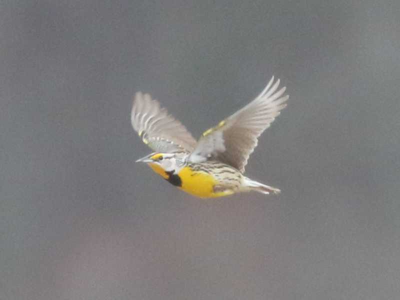 Mystery bird to be identified