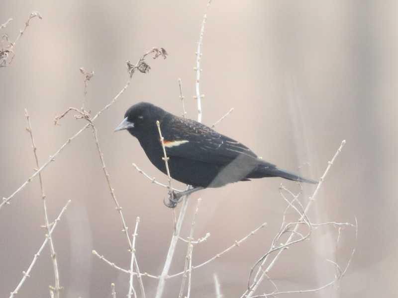 Mystery bird to be identified