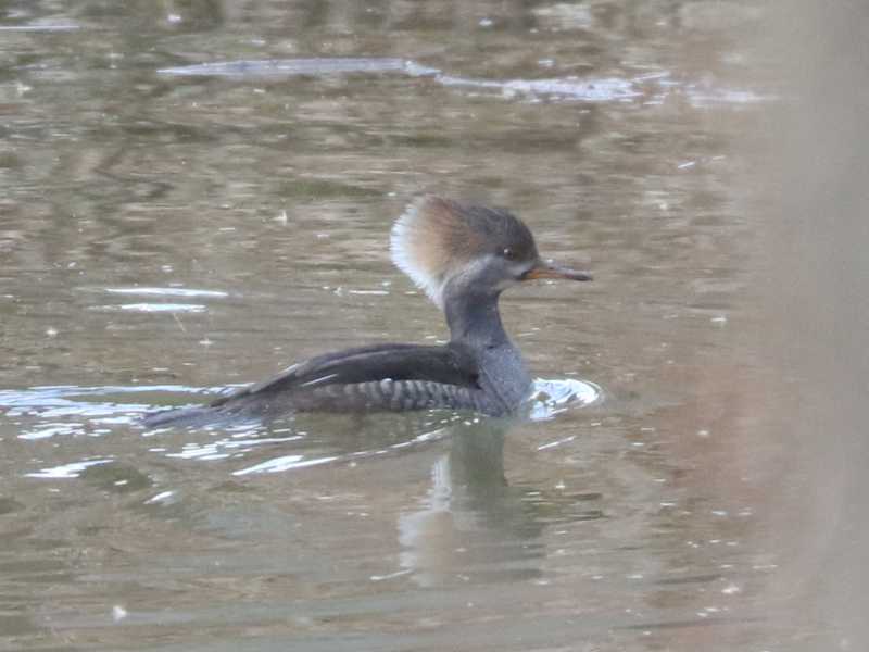 Mystery bird to be identified
