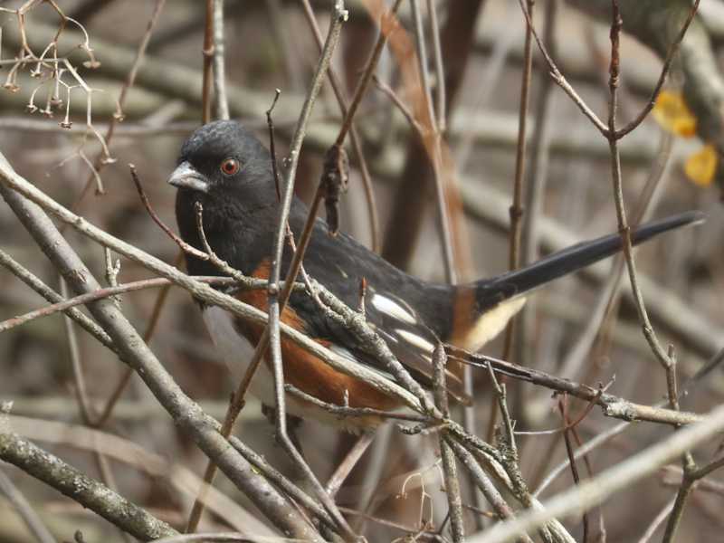 Mystery bird to be identified