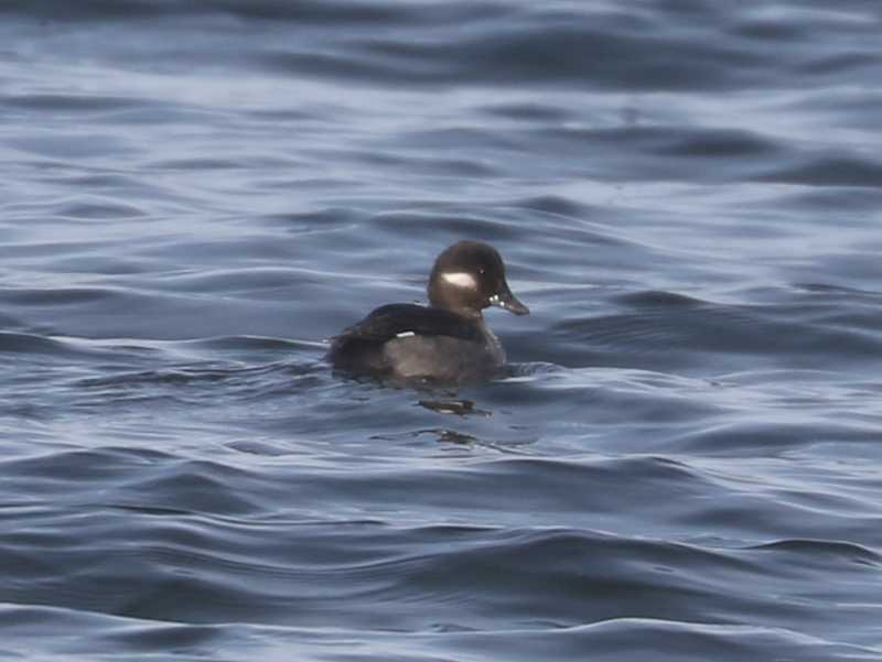 Mystery bird to be identified