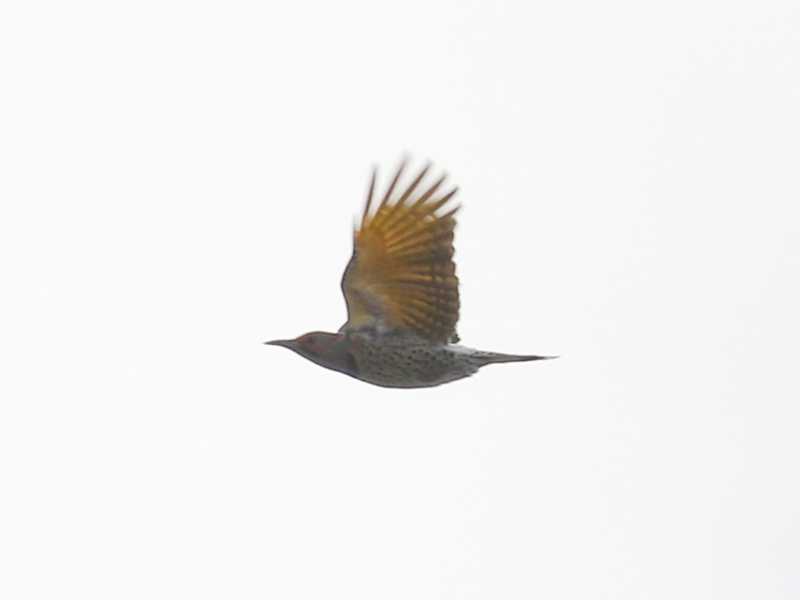 Mystery bird to be identified