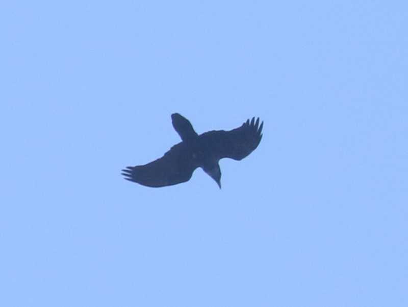 Mystery bird to be identified