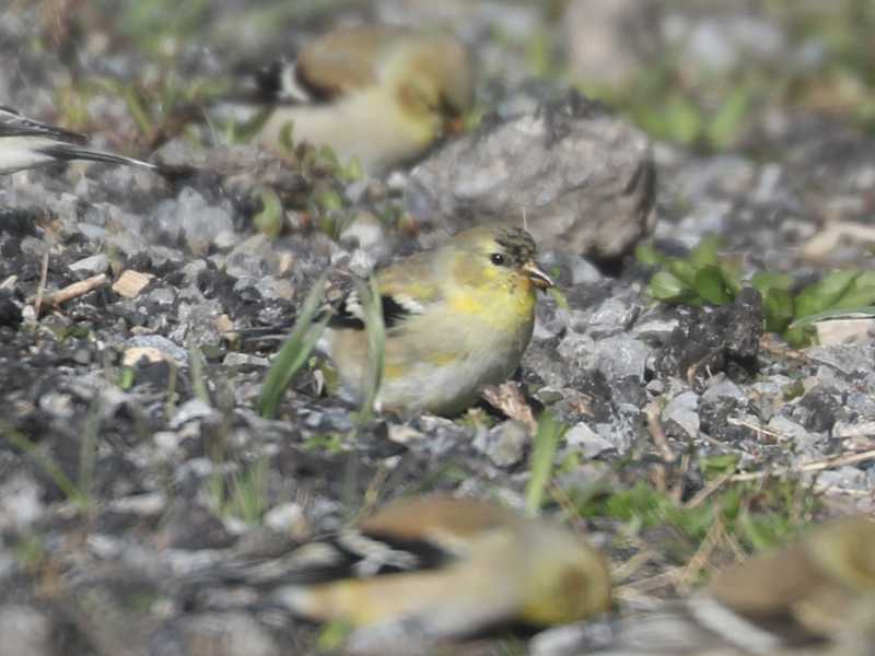 Mystery bird to be identified