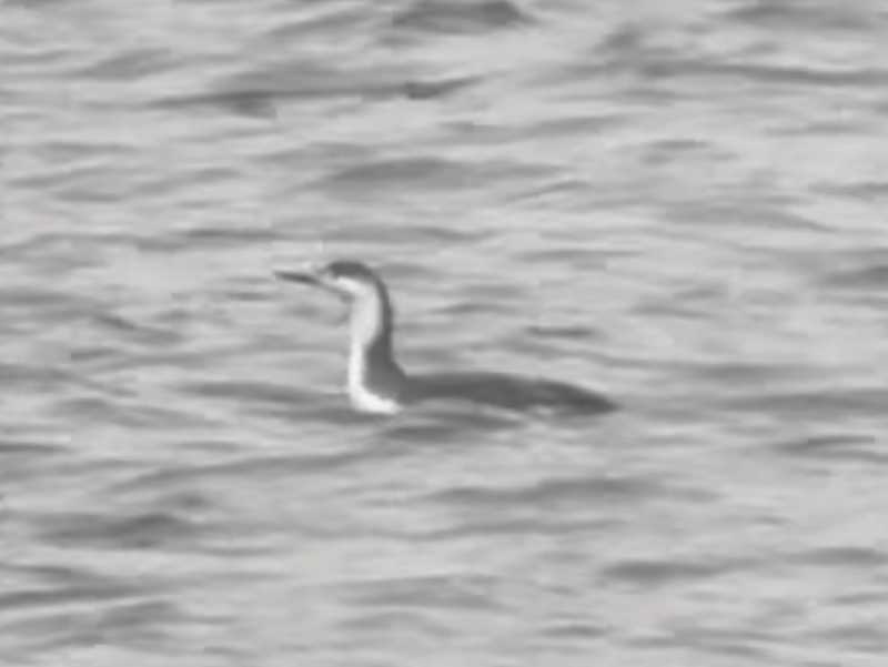 Mystery bird to be identified