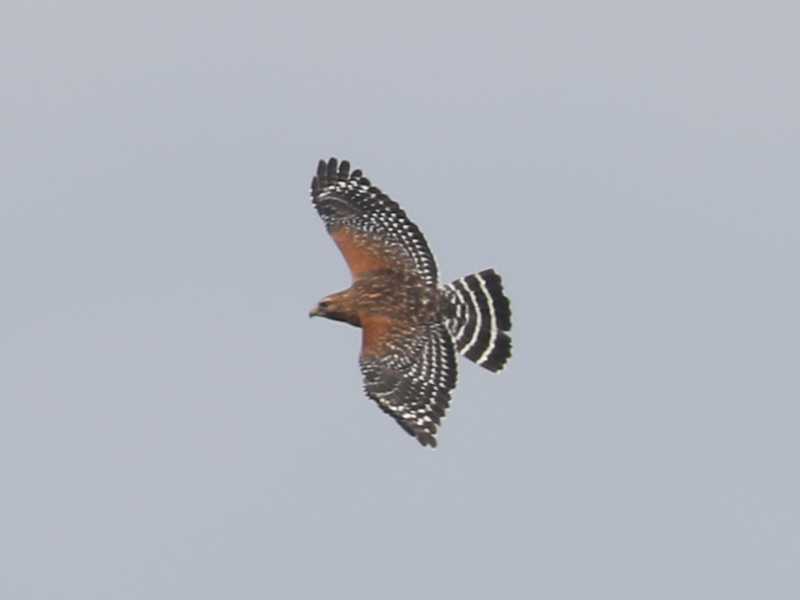 Mystery bird to be identified