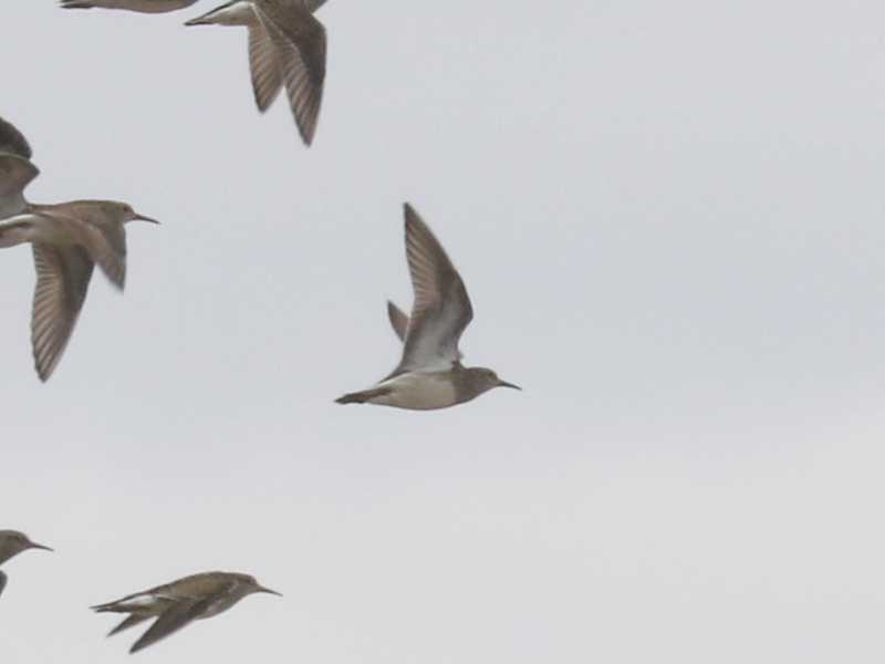 Mystery bird to be identified