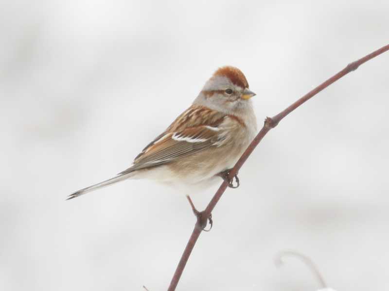 Mystery bird to be identified