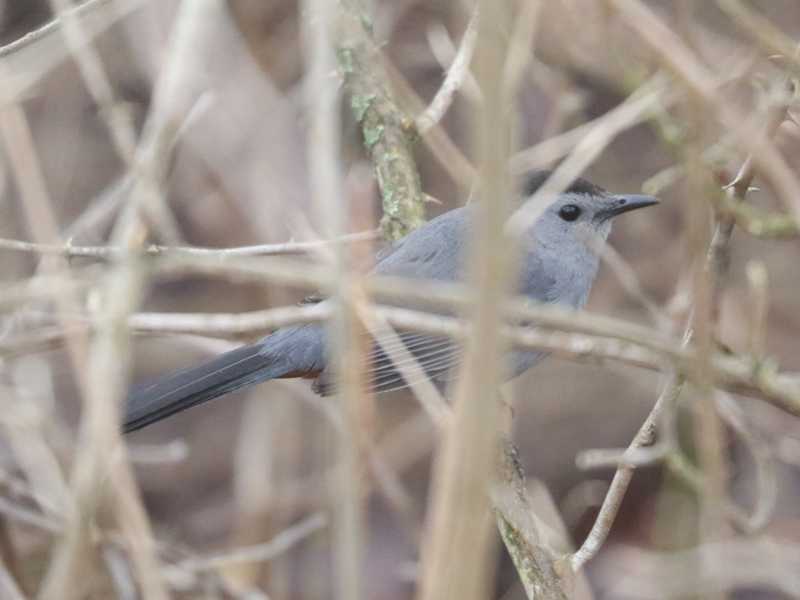 Mystery bird to be identified