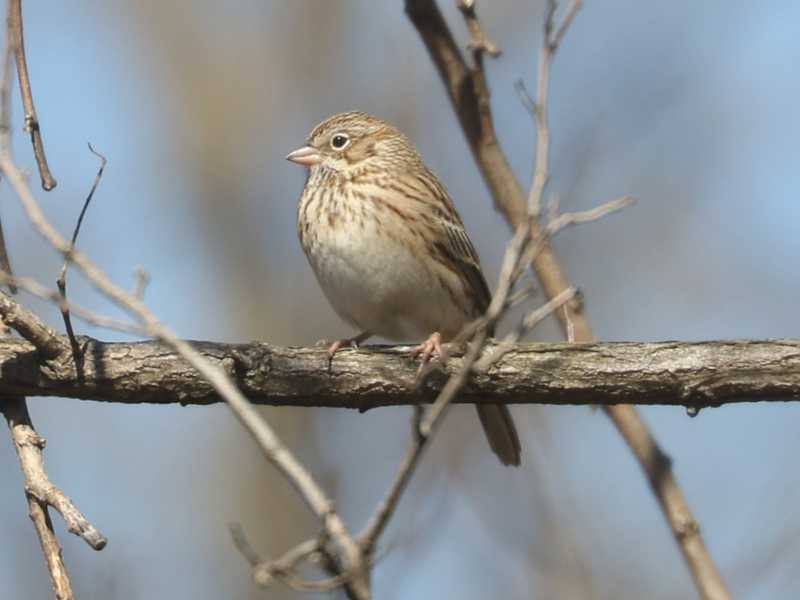 Mystery bird to be identified