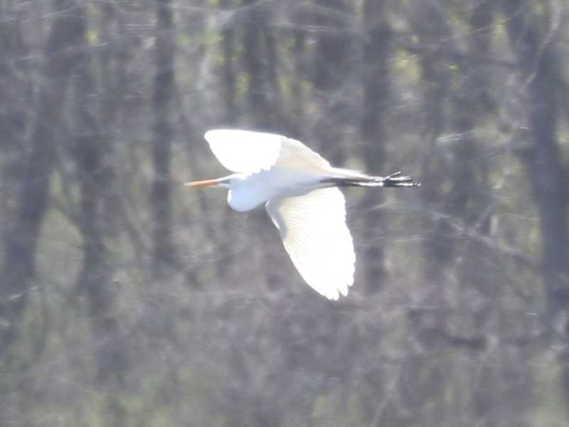 Mystery bird to be identified