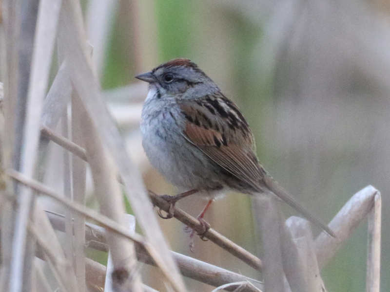 Mystery bird to be identified