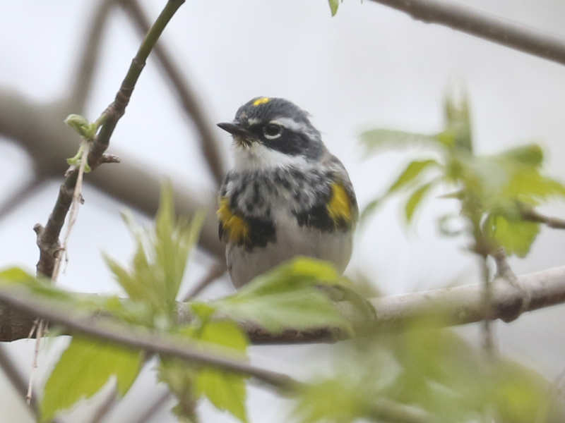 Mystery bird to be identified