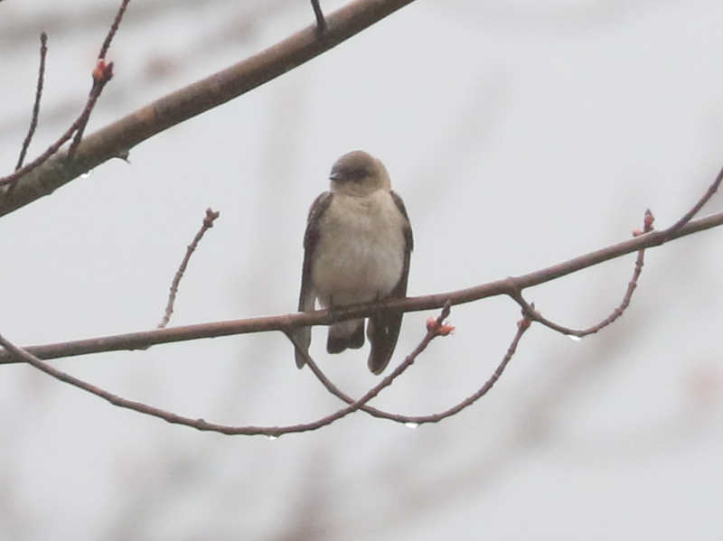 Mystery bird to be identified