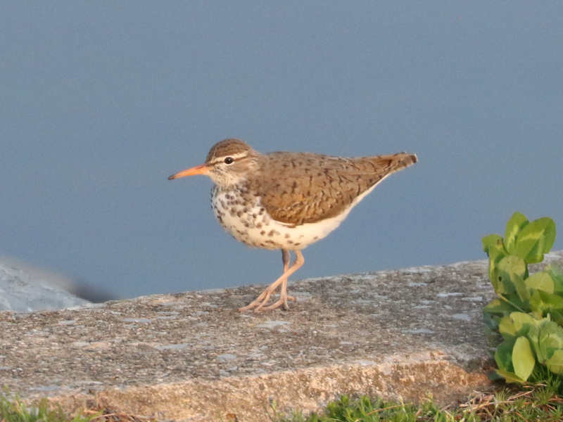Mystery bird to be identified