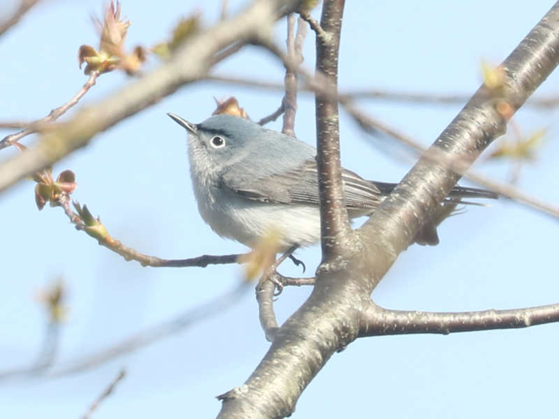 Mystery bird to be identified