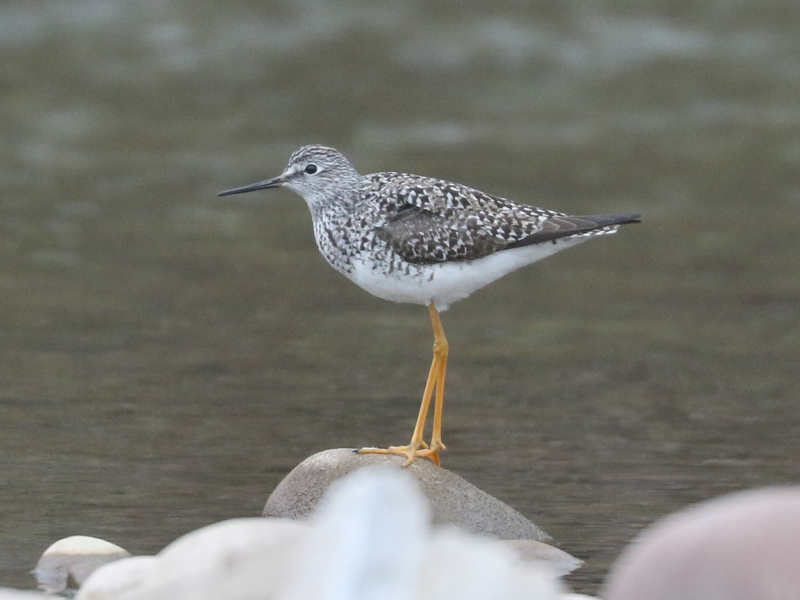 Mystery bird to be identified