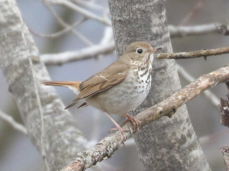 Mystery bird to be identified