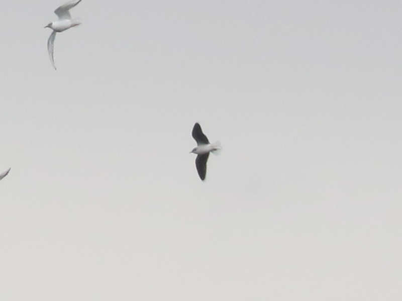 Mystery bird to be identified