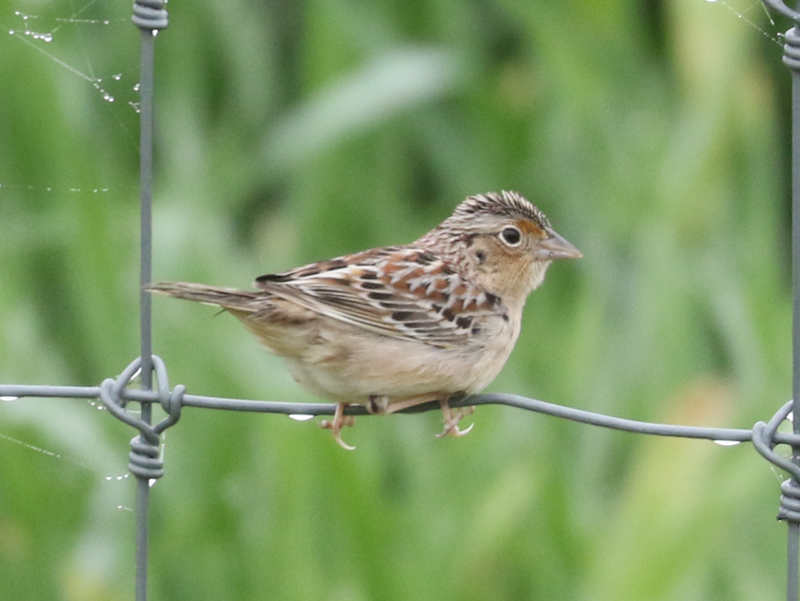 Mystery bird to be identified