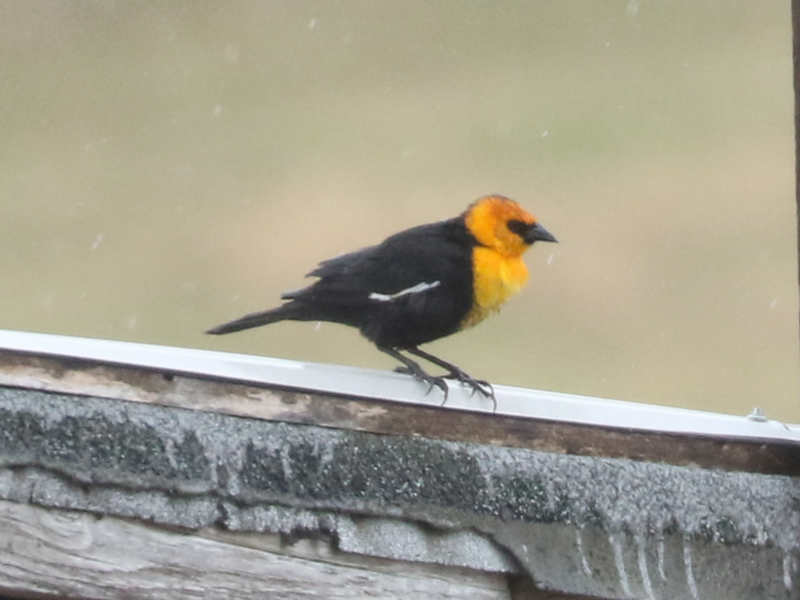 Mystery bird to be identified