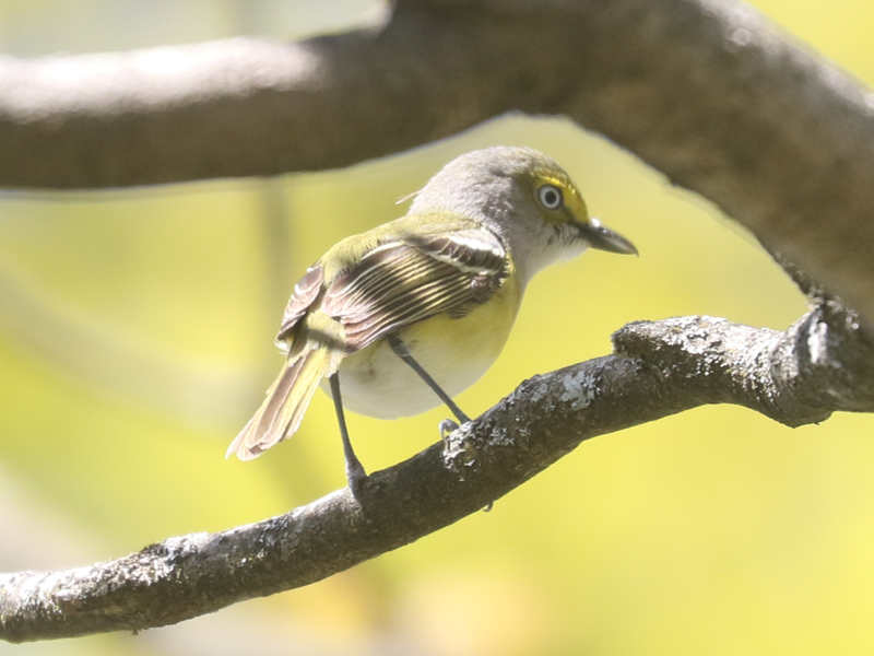 Mystery bird to be identified