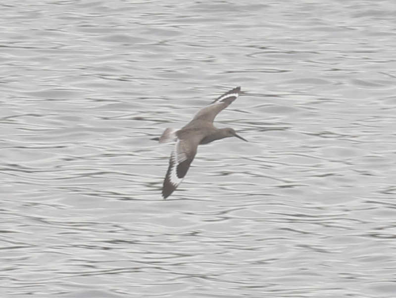 Mystery bird to be identified