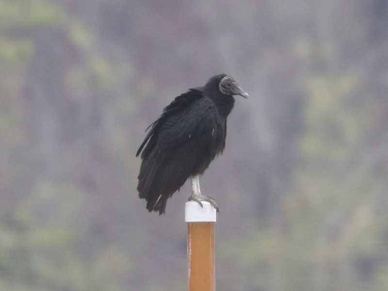 Mystery bird to be identified