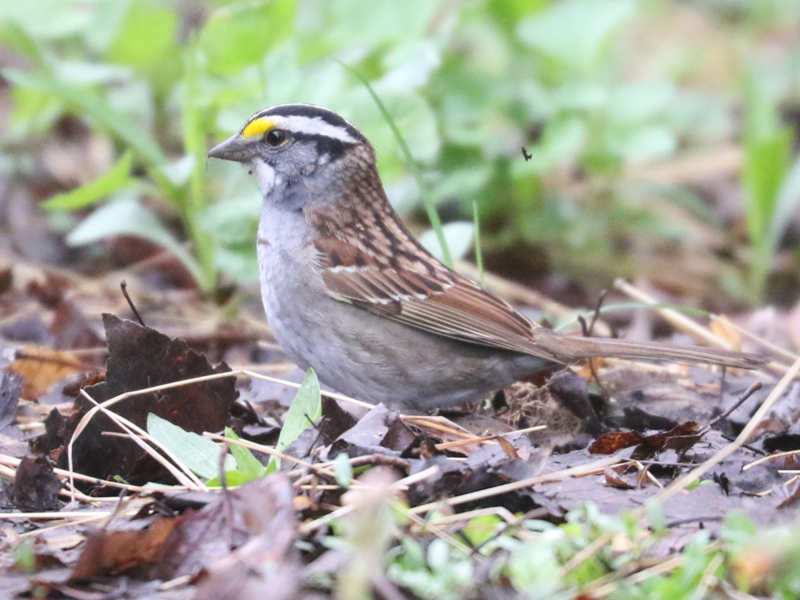 Mystery bird to be identified