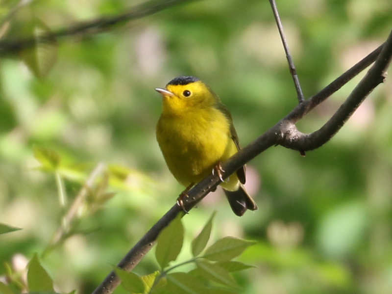 Mystery bird to be identified