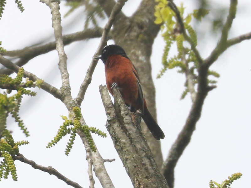 Mystery bird to be identified