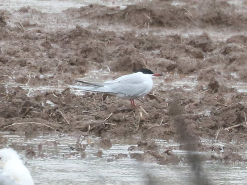 Mystery bird to be identified