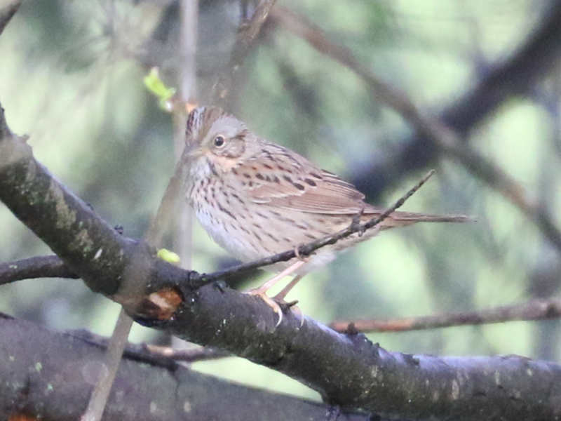 Mystery bird to be identified