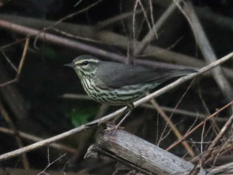 Mystery bird to be identified