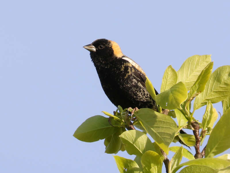 Mystery bird to be identified